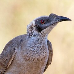 Ŋulmarrk' Marraŋu Manikay series 18-23 - Willata (Bird of many languages)