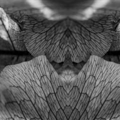 Spell of the Sensuous - Oliver Barnett - Skyland - March 2019
