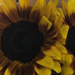 Dance Of The Ladybug