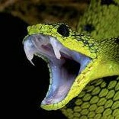 Snakes(Prod. Chiefo/Beatz Era)