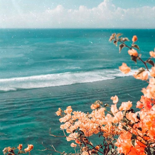Blossom