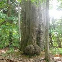 battle of the bits 2018-2019