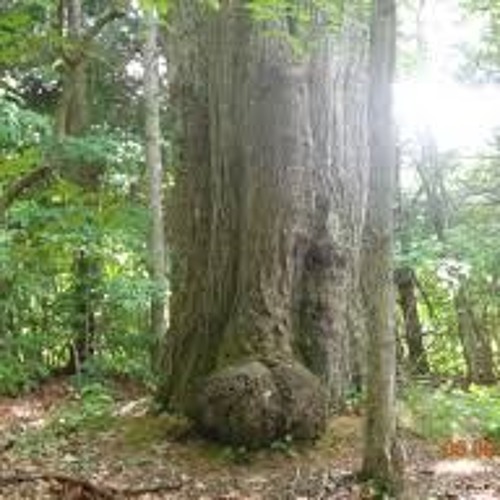 battle of the bits 2018-2019