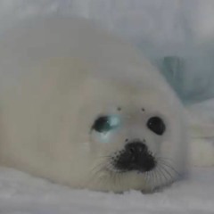 seal.mp4HEad (remix of seal.mp4head)