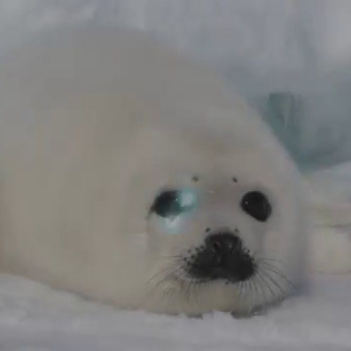 seal.mp4HEad (remix of seal.mp4head)