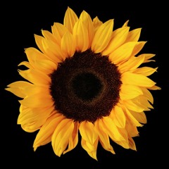 MYOSIC (Sunset Daze)