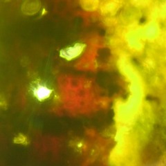 Stream Daddy Would You Like Some Sausage Terrible Remix By ron Essary Listen Online For Free On Soundcloud