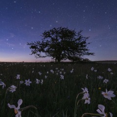 Starry Nite - Adaja Black