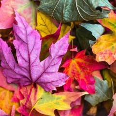 Autumn Disco Vibes - Live at The Workshop - 29/09/17