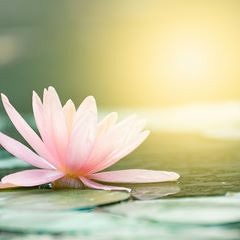 Where The Lilies Grow