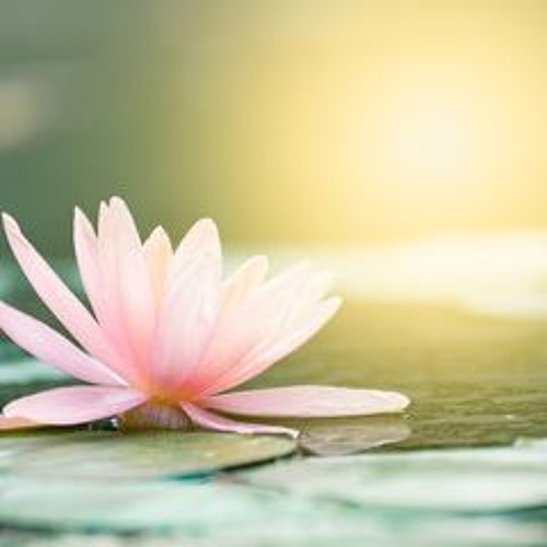 Where The Lilies Grow