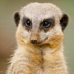 The Goose Is Loose -A Manhattan Mongoose Mix