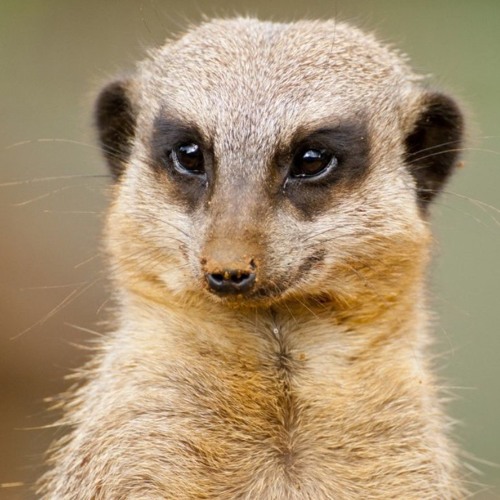 The Goose Is Loose -A Manhattan Mongoose Mix