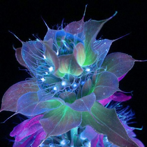 < S L O W > Chill Bangers Vol 3