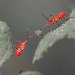 23:15 Bacon With Harley & Muscle