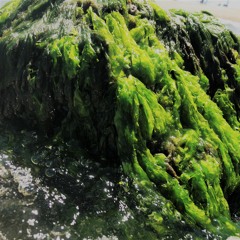 Dignified Posture - Vol 5 - Beats