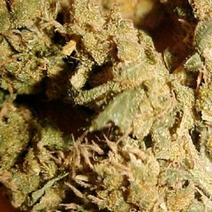 Smokin on Dank