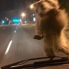 #BANDIT