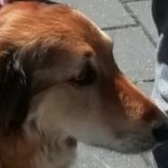 Hundesohn (prod. Studio 134)