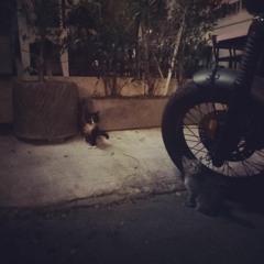 Rabbit Song - ช่างหำ