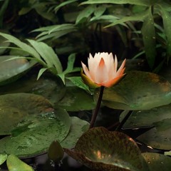 Bed is cozy, it doesn't bother, if its with you or not