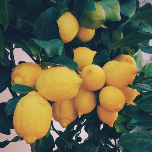 let's make lemonade