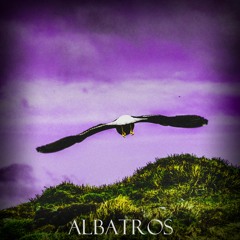 Albatros