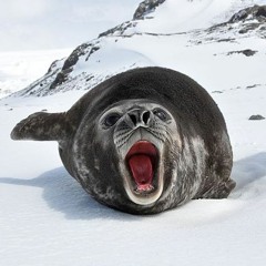 SCP - 3213