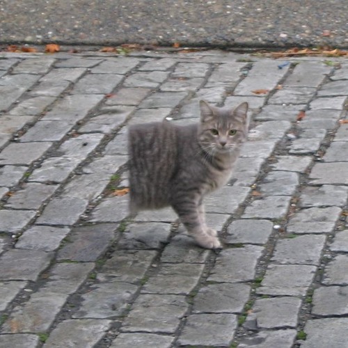 SCP - 529