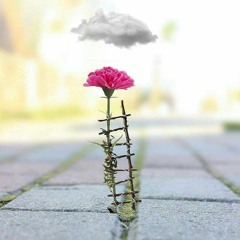 إِذَا وَقَعَتِ الْوَاقِعَةُ لَيْسَ لِوَقْعَتِهَا كَاذِبَةٌ | الواقعة🍃#كتارا #محمودالسيدعبدالله