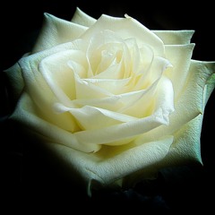 The White Rose