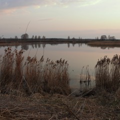 CHD 190426 Teleshovo Dawn Chorus 4;49 AM Bittern Close