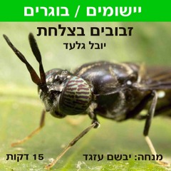 זבובים בצלחת