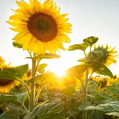 Joy and Euphoria for woodwind octet