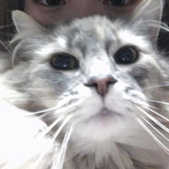 Little Star - 스탠딩에그 (cover)