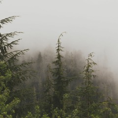 I. Three Foxes by the Edge of the Field at Twilight