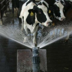 #10 צינון פרות בקיץ