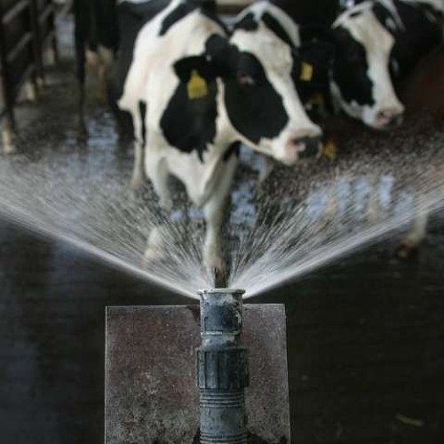 #10 צינון פרות בקיץ