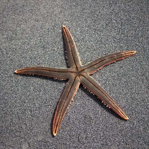 Grivola @ Sternstunde in einer Bucht 27.04.2019