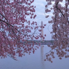 Sakura (Michael Goncalves)