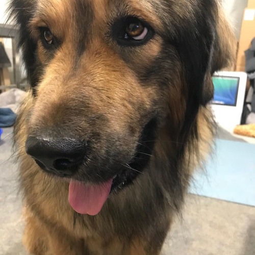 Stream On The Third Day God Created The Remington Bolt Action Rifle by