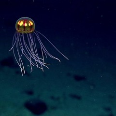 Deep Ocean Ambient For Sleepping