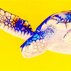 Turtle's Delight: A Human's Hairy Tears