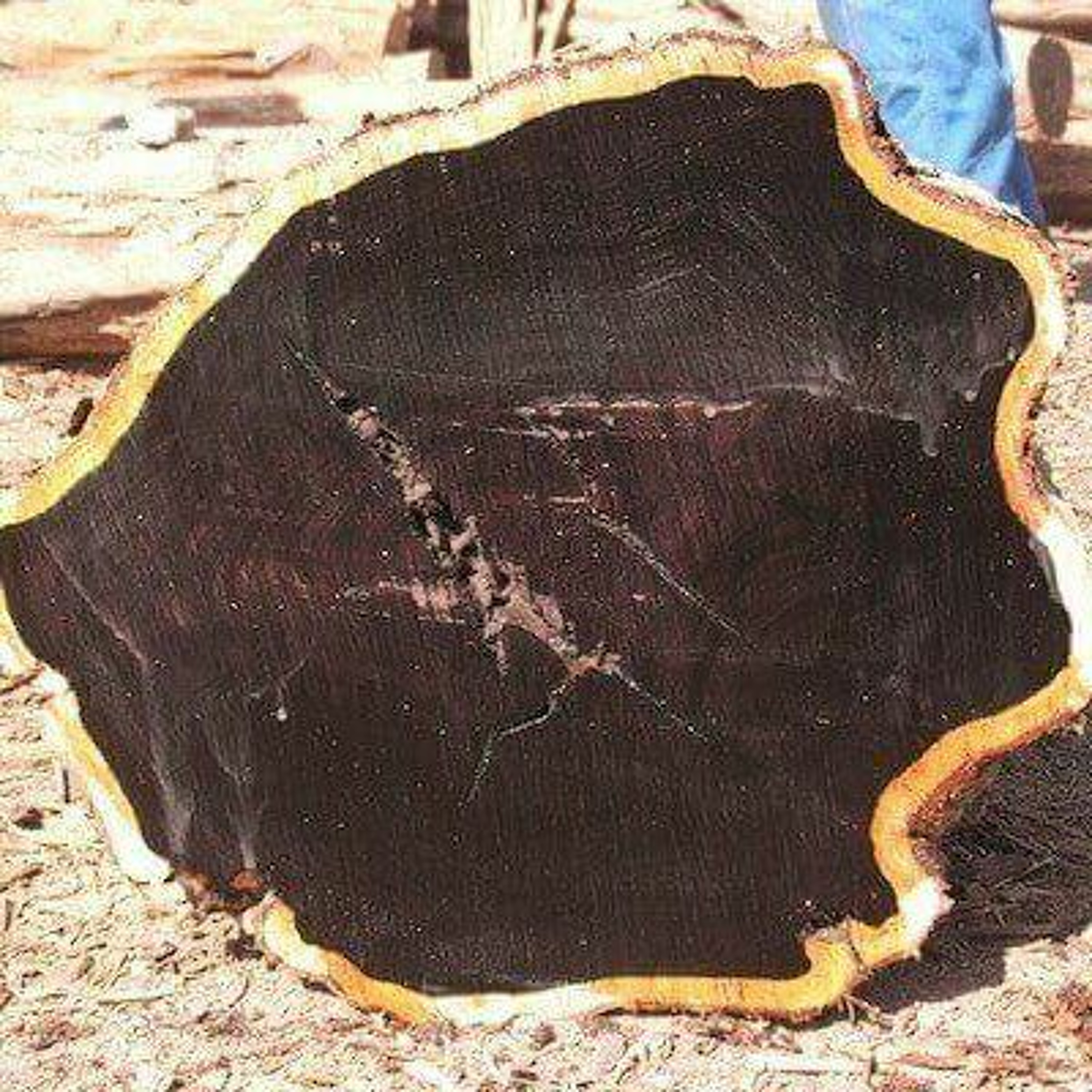 Episode 4 I Don't Know Everything