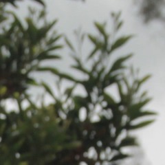 Desde el jardín - Linamaria O. (2018,  primera canción para Sol de Piedra)