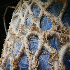 Mycelium