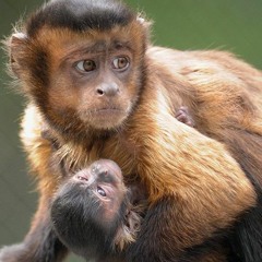 Monkeys e Macacos - Lotus Kāma Hotxuá