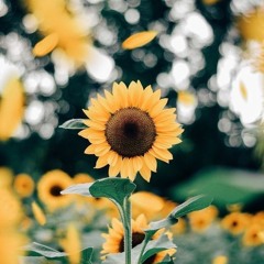 My vibes🌻