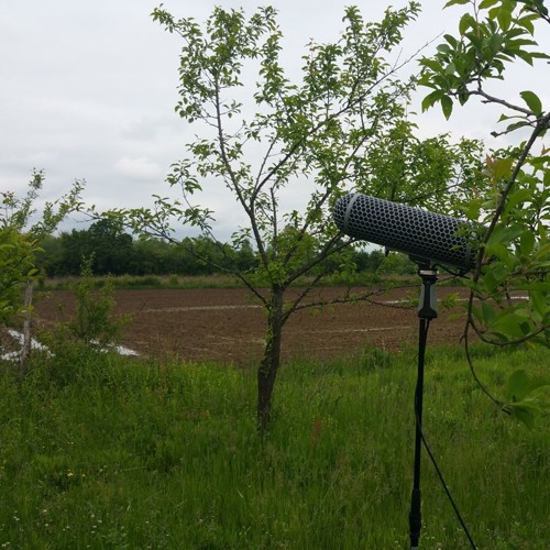 Birds in a cold day in May, Sennheiser ME 80 TEST