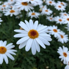 鳥の鳴き声とのアンサンブル Bird & Ukulele